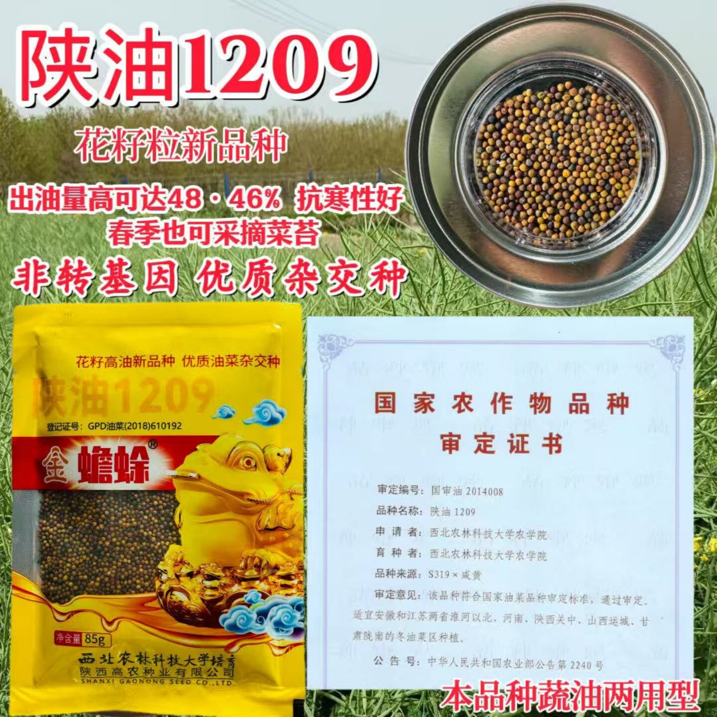 金蟾蜍陕油 1209油菜种子 西北农林培育高油杂交抗病高产榨油种籽