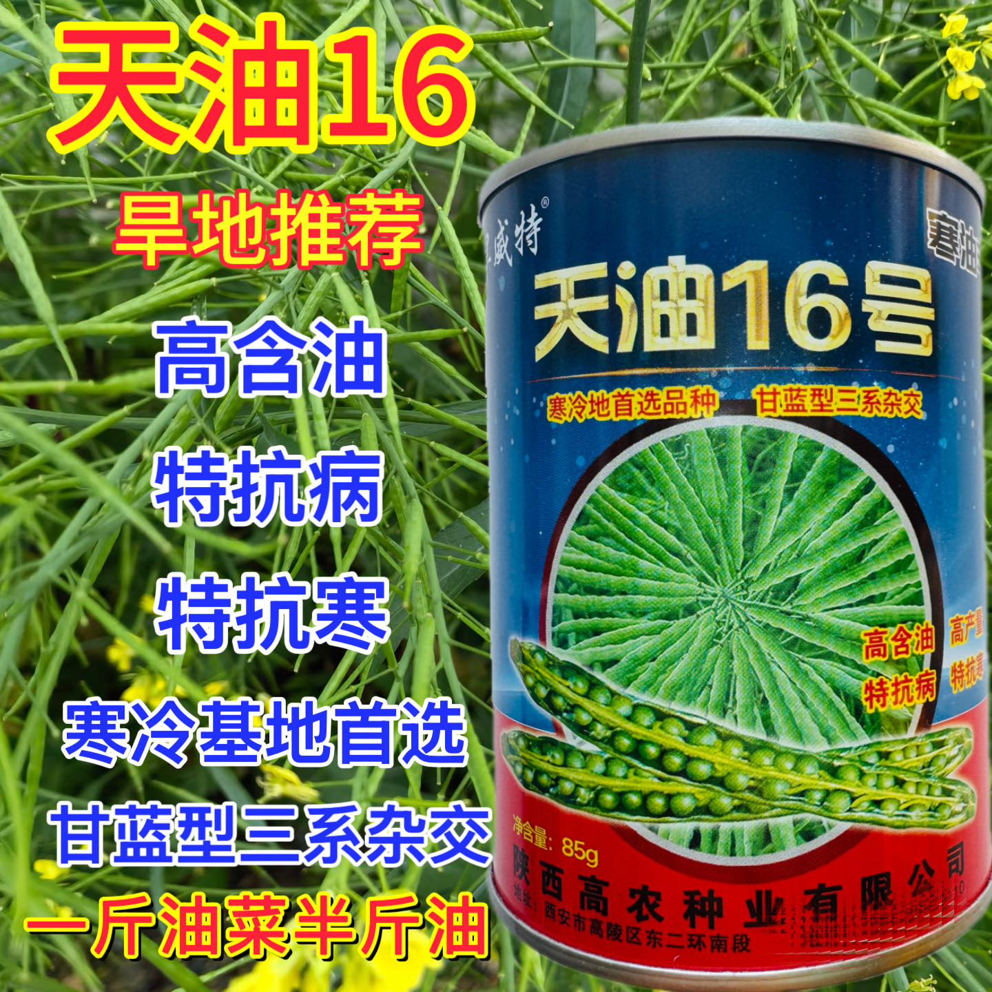 陕西天油16号油菜种子籽高产高油特矮杆抗寒抗倒伏农家秋季播油菜