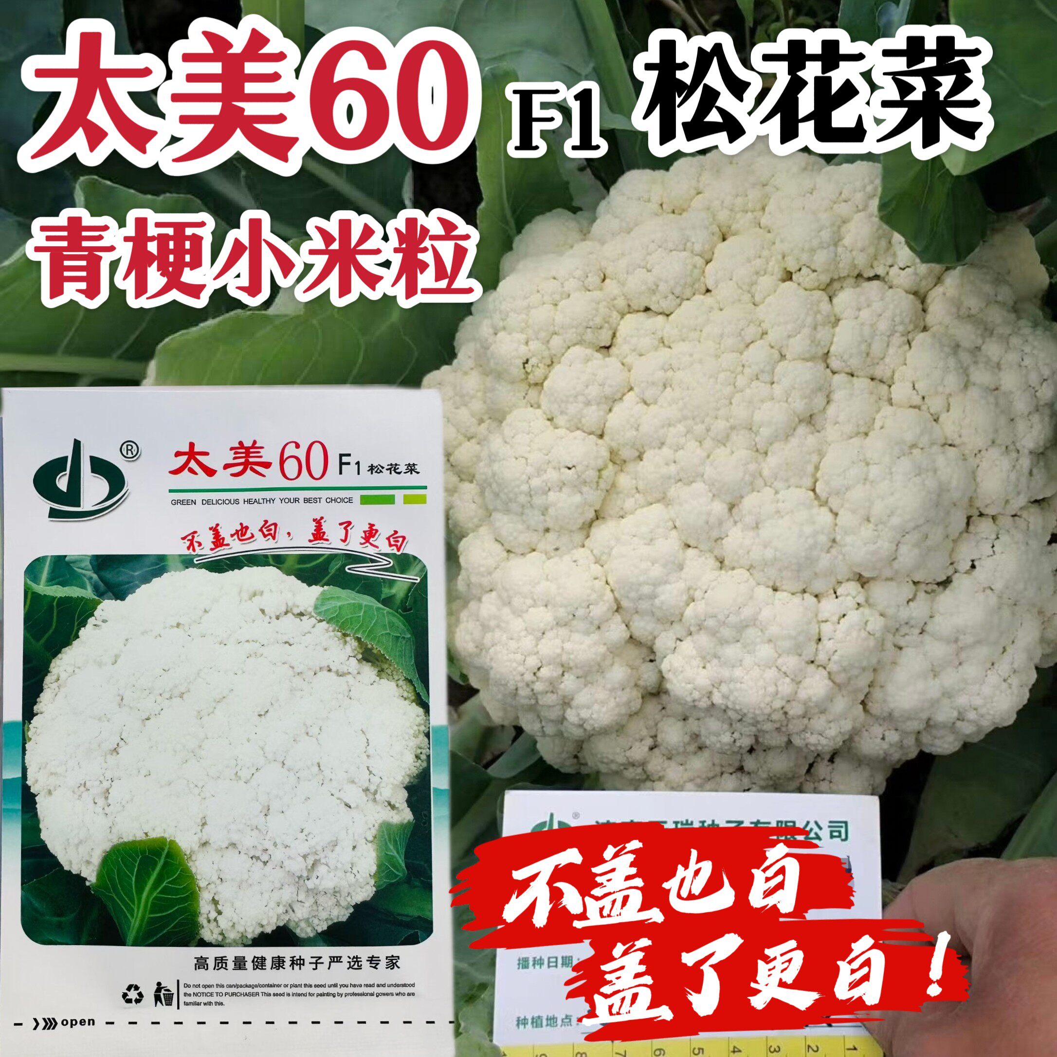 太美60松花菜种子早熟花椰菜青梗小米粒白花菜种籽耐晒散花菜种子