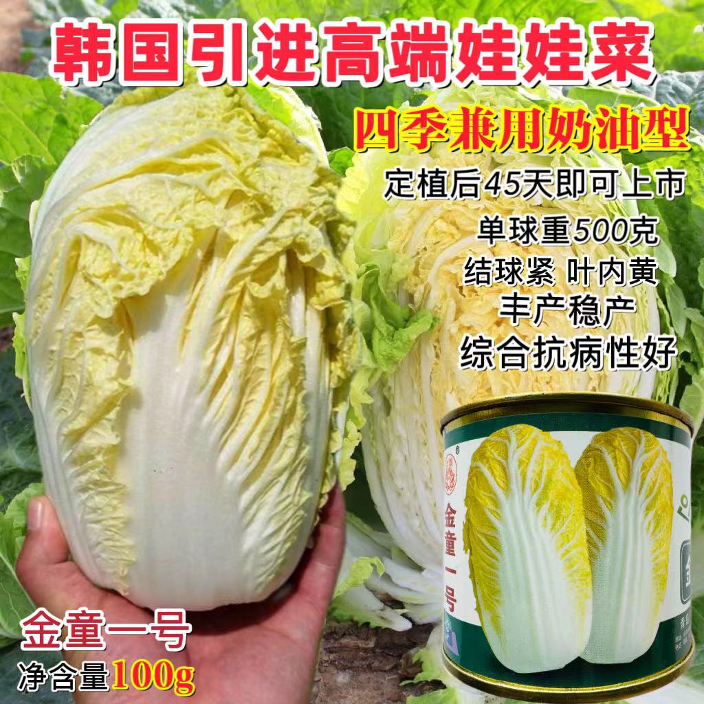 金童一号娃娃菜种子韩国引进一代杂交新型黄心娃娃菜小白菜种籽孑