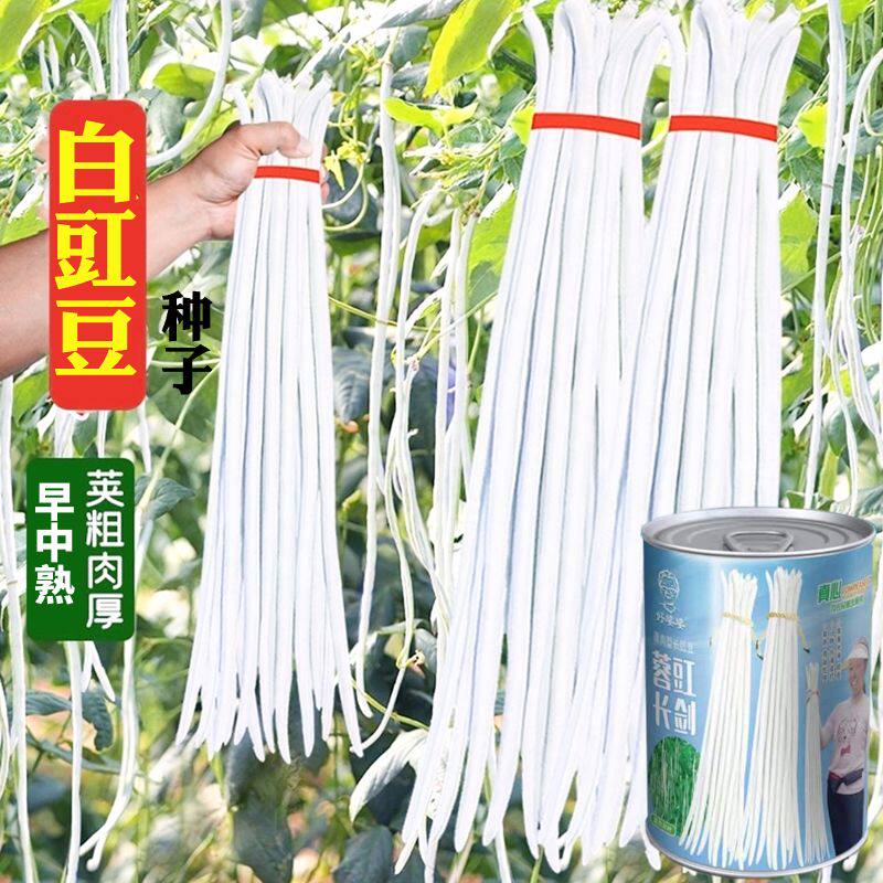 蓉豇长剑油白长豆角种子早熟白豇豆籽油白长豇豆荚长肉厚春秋播种