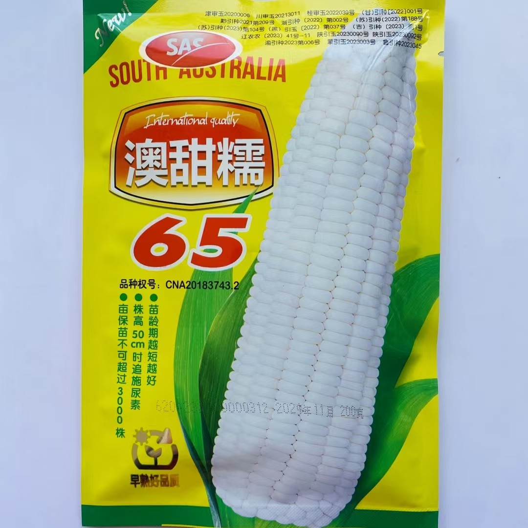 澳甜糯65糯玉米种子 早熟大棒甜加糯春秋白糯粘玉米苞米种子籽孑