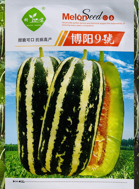 博阳9号甜瓜种子薄皮厚肉黄绿色果肉酥脆九号种籽香甜抗病高产孑