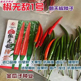 椒无敌1号大果朝天椒种子泰国引进高产抗病朝天椒尖椒种籽春秋播
