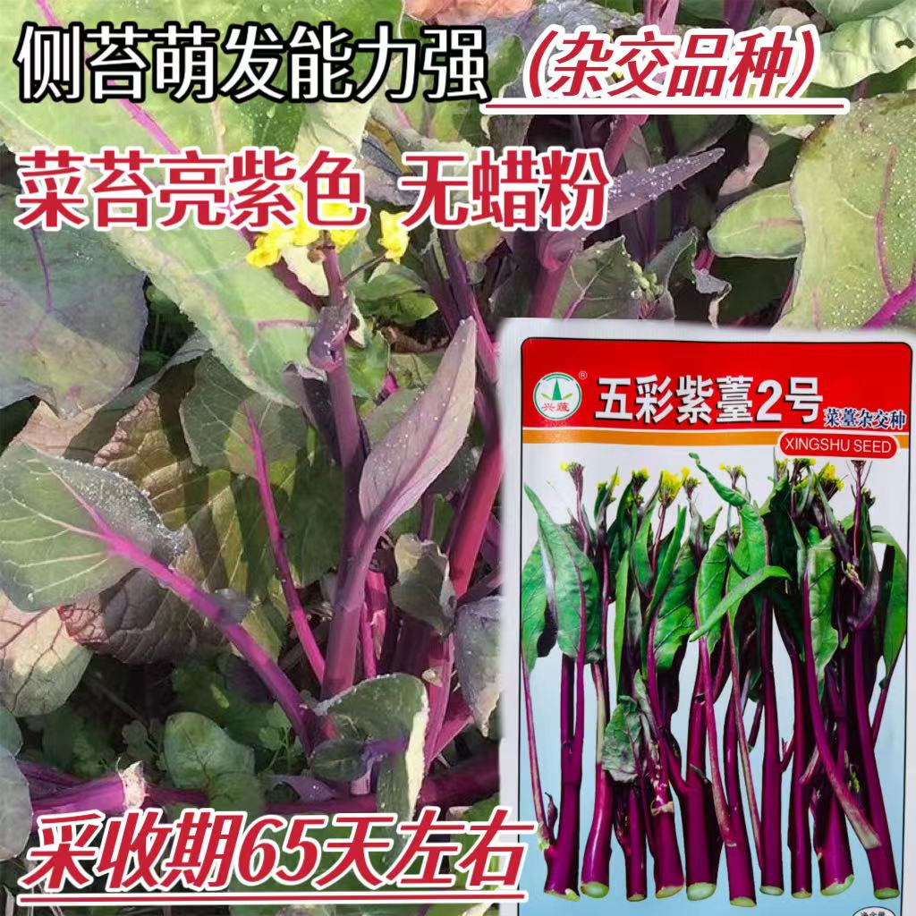 兴蔬五彩紫苔2号菜苔种子早中熟65天高产耐冷红菜苔种子紫菜苔种