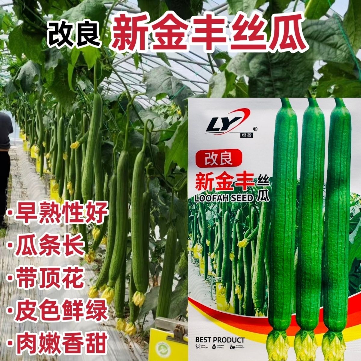 绿盈改良新金丰丝瓜种子特长丝瓜种子寿光中绿丝瓜早熟高产香丝瓜