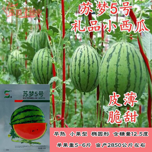 苏梦5号礼品小西瓜种子椭圆形吊瓜种籽花皮红瓤皮薄脆甜西瓜种籽