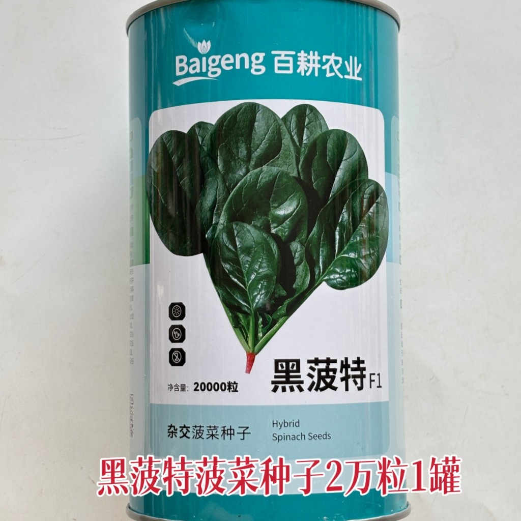 黑菠特杂交菠菜种子农家秋播耐寒抗病抗抽苔菠菜种籽墨绿黑亮菠菜