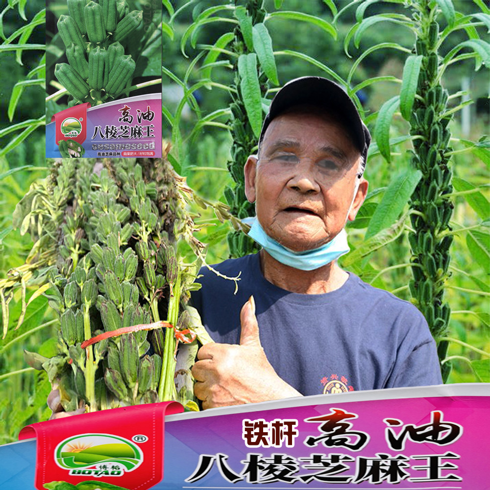 高油八棱王白芝麻种子高产抗病含油量高单杆粗杆芝麻种子抗旱芝麻