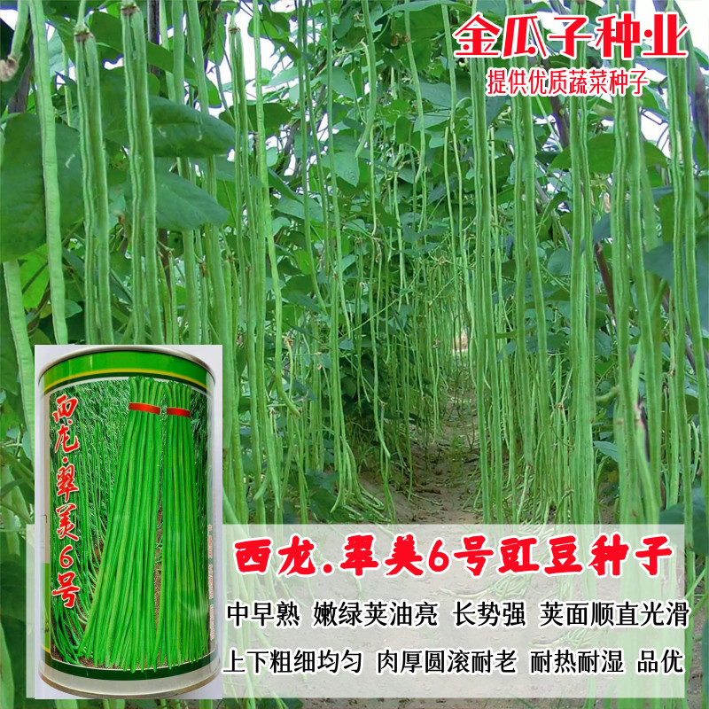 翠美6号豇豆种子翠绿长豆角籽高产早熟春夏秋播油绿条荚长无鼠尾