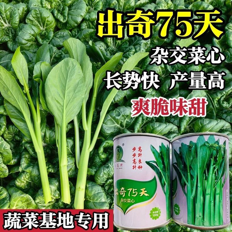 广东四季菜心种子出奇75天菜心种子尖叶菜苔油绿甜脆菜心种籽基地