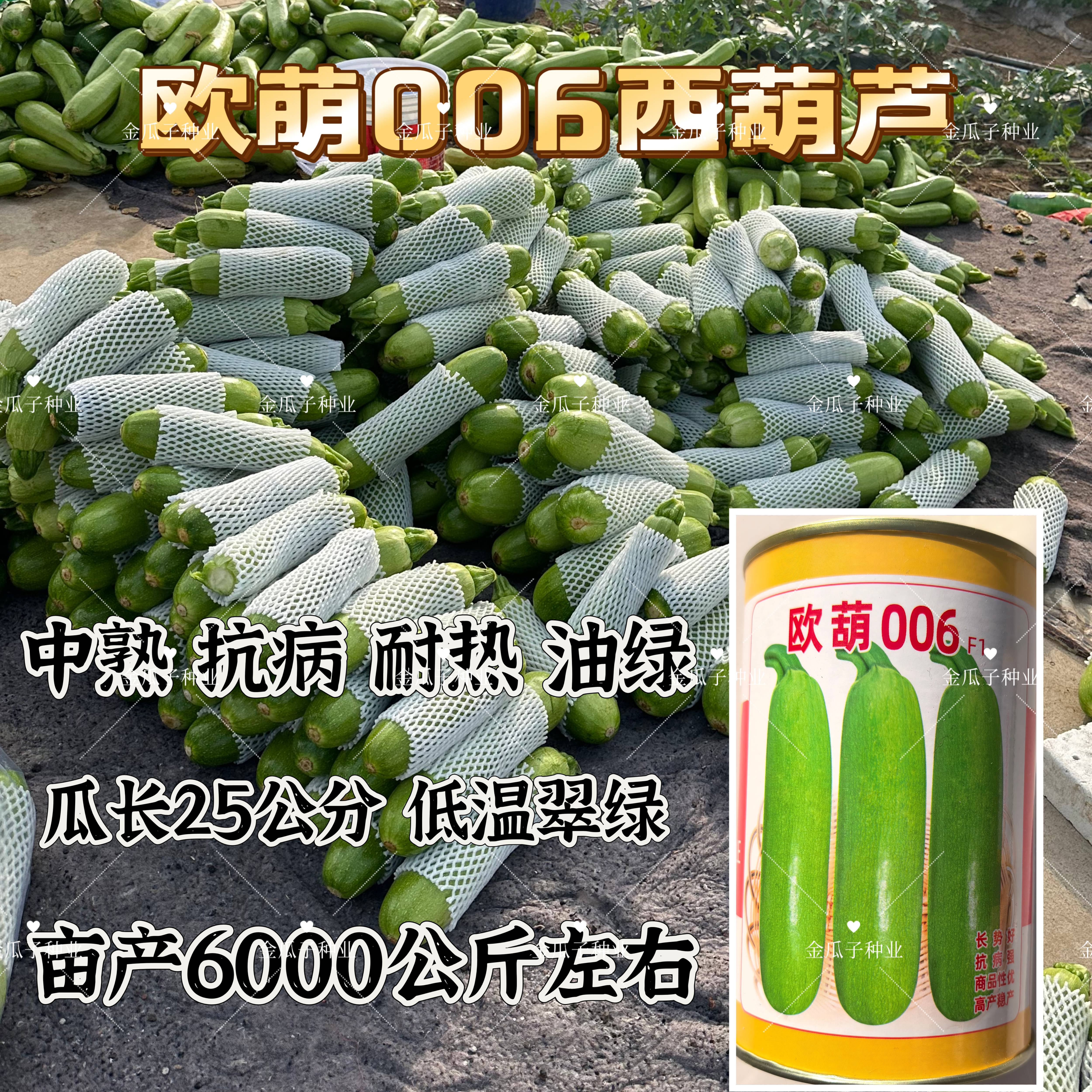 欧萌006中熟西葫芦种子颜色油绿露地耐热高抗病毒西葫芦春秋拱棚