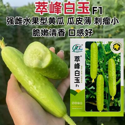 萃峰白玉黄瓜种子清香脆嫩水果黄瓜种子强雌高产春秋四季蔬菜种子