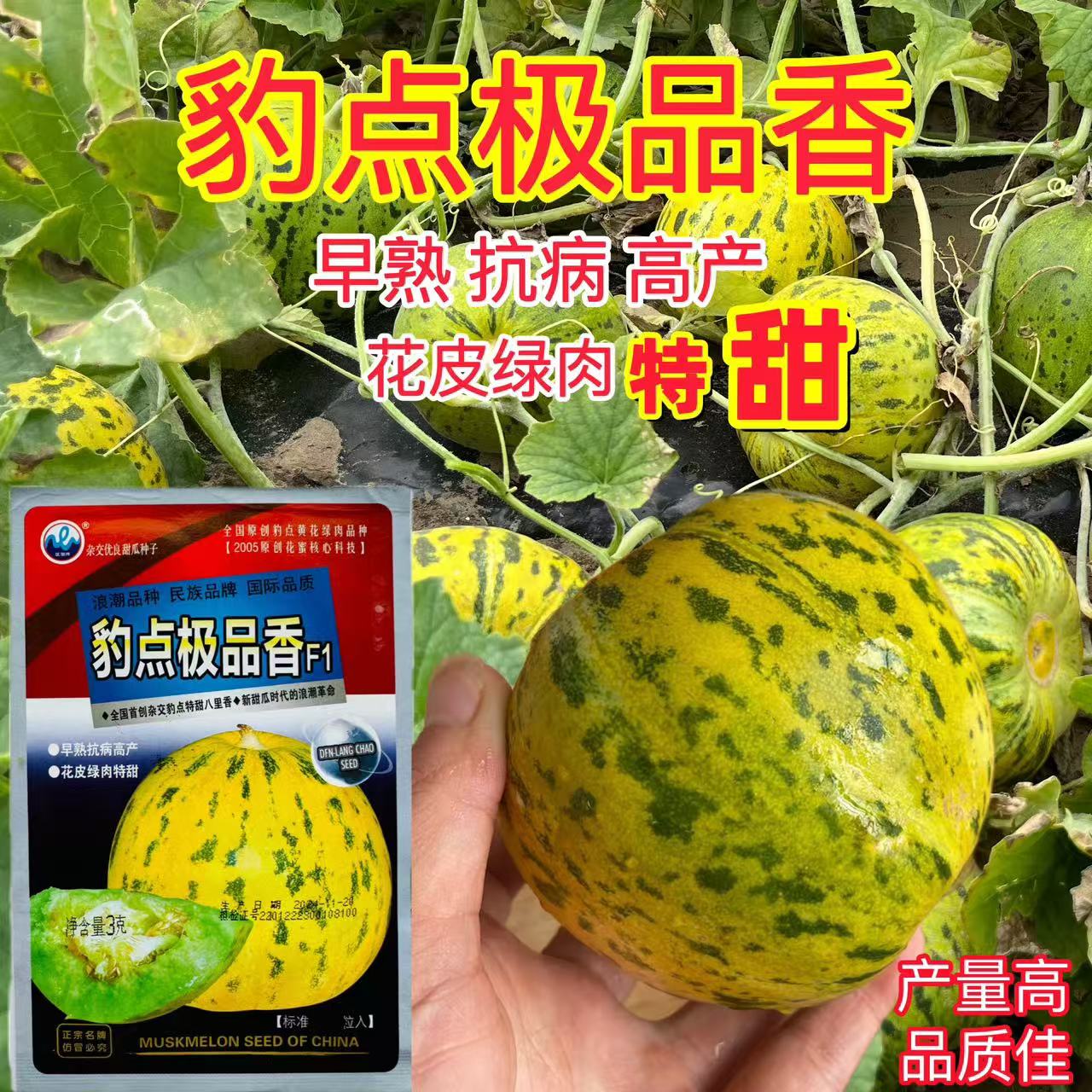 豹点香甜瓜种子高糖八里香甜瓜种籽口感脆甜绿肉高圆型香瓜籽包邮