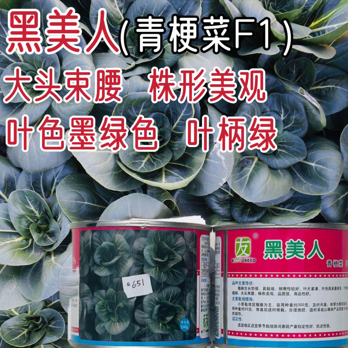 黑美人青梗菜种子秋播耐寒墨绿叶青菜种籽农家田园小青菜蔬菜种孑