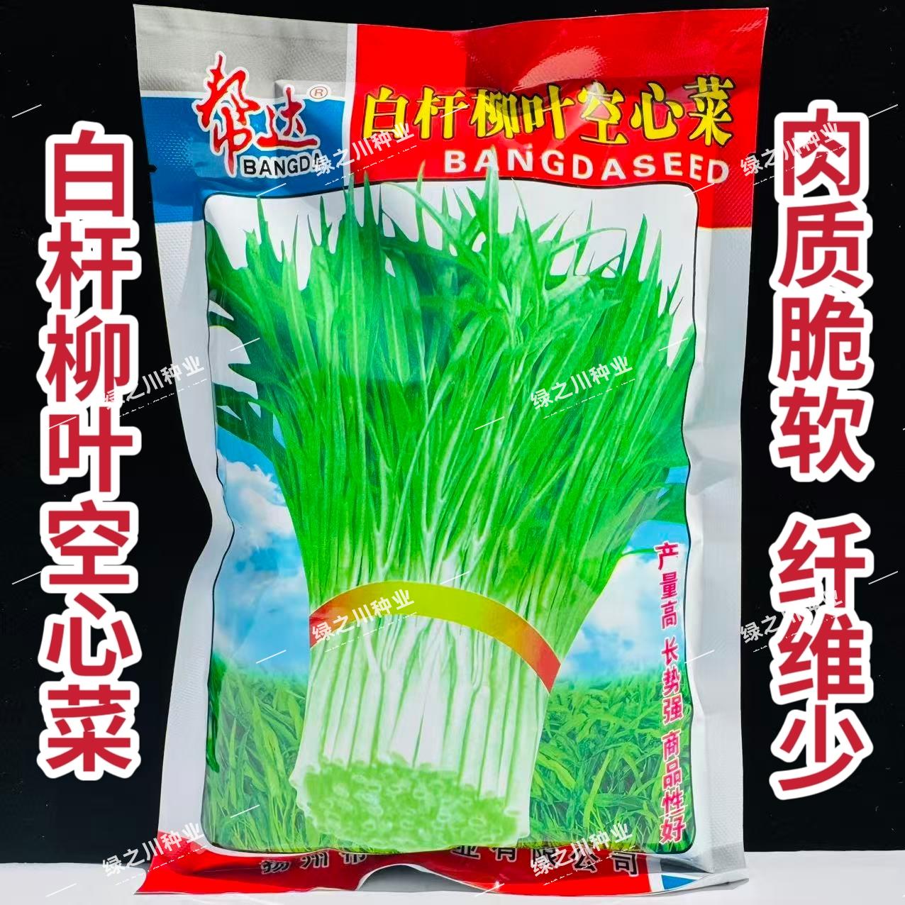 白杆柳叶空心菜种子抗热耐涝耐旱通心菜种子蕹菜种子四季蔬菜种籽