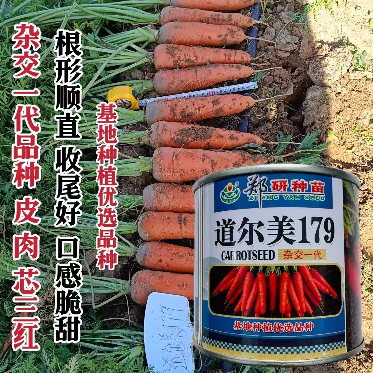 道尔美179胡萝卜种子农家秋播耐寒丰产脆甜红胡萝卜种籽蔬菜种孑