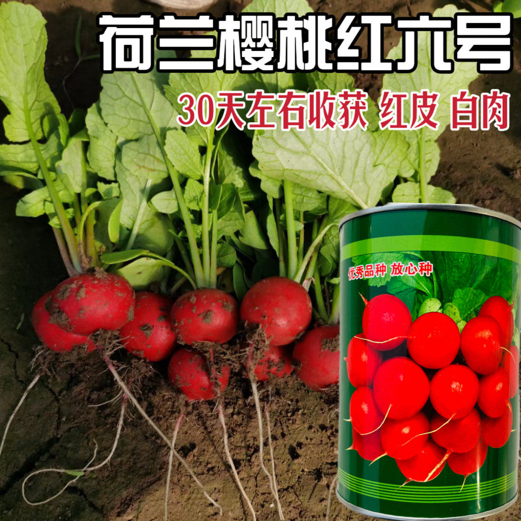 荷兰樱桃红六号萝卜种子早熟红皮白肉小萝卜种籽大田基地春秋播种