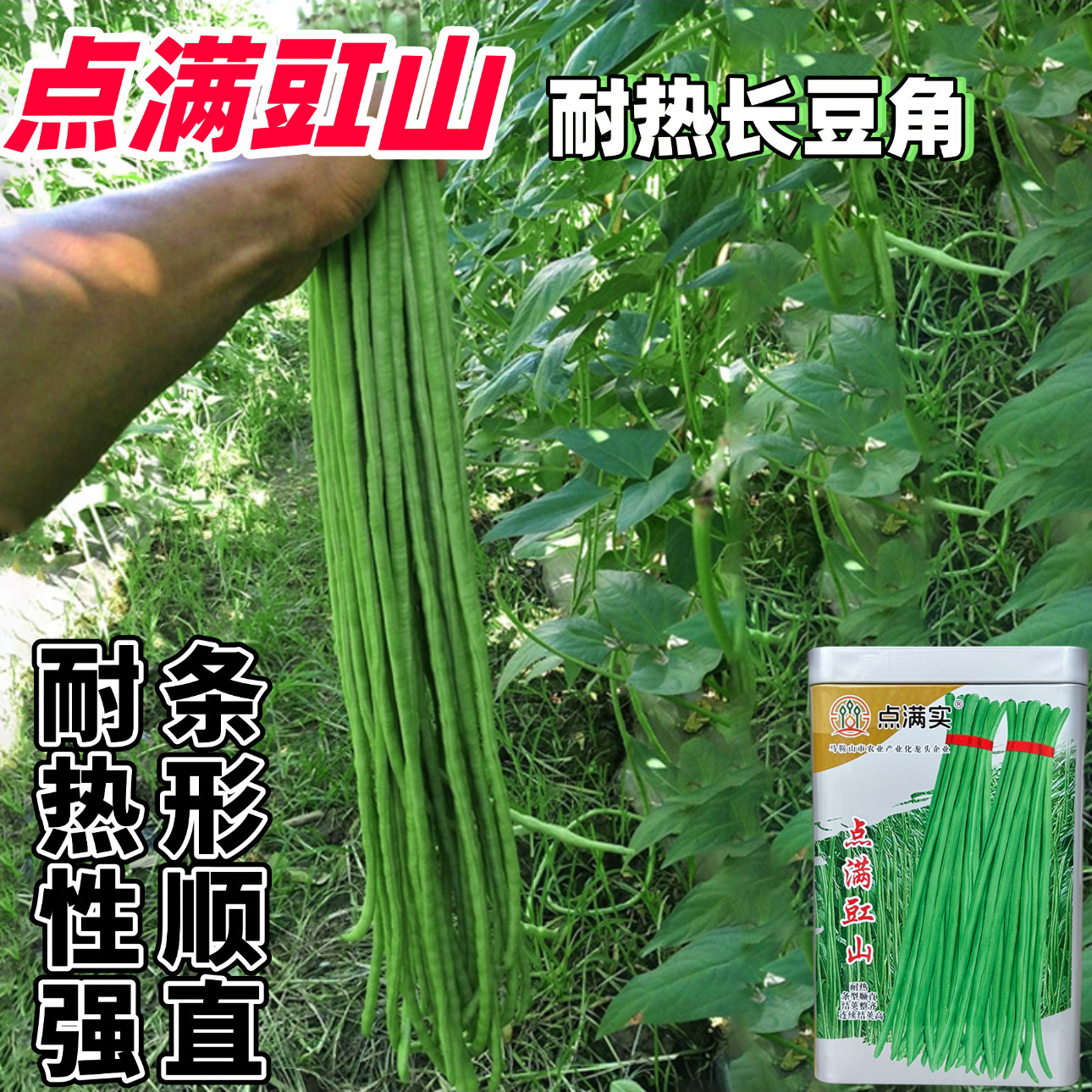 点满豇山豆角种子中早熟耐热长豆角种籽翠绿荚无鼠尾耐老不鼓籽