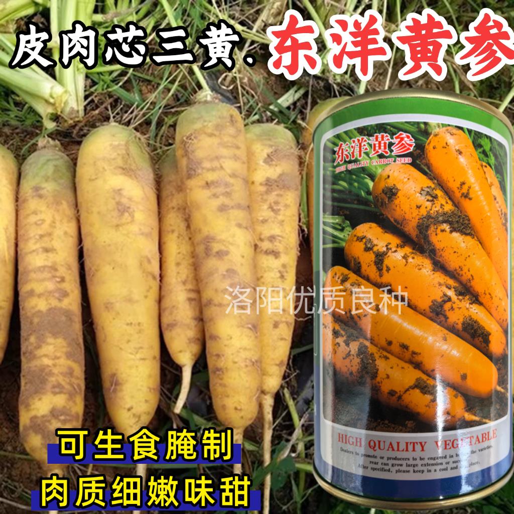 东洋黄参黄胡萝卜种子生吃黄色水果胡萝卜农家庭院秋季蔬菜种籽孑