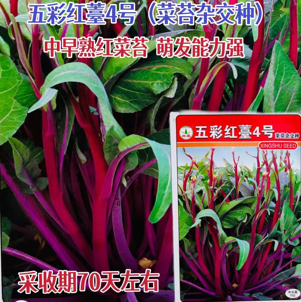 兴蔬五彩紫苔4号菜苔种子早中熟70天高产耐冷红菜苔种子紫菜苔种