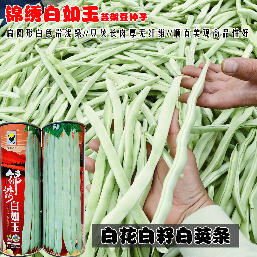 架豆种子锦绣白如玉早熟高产圆棍形白芸豆种籽春秋白芸豆菜豆种子