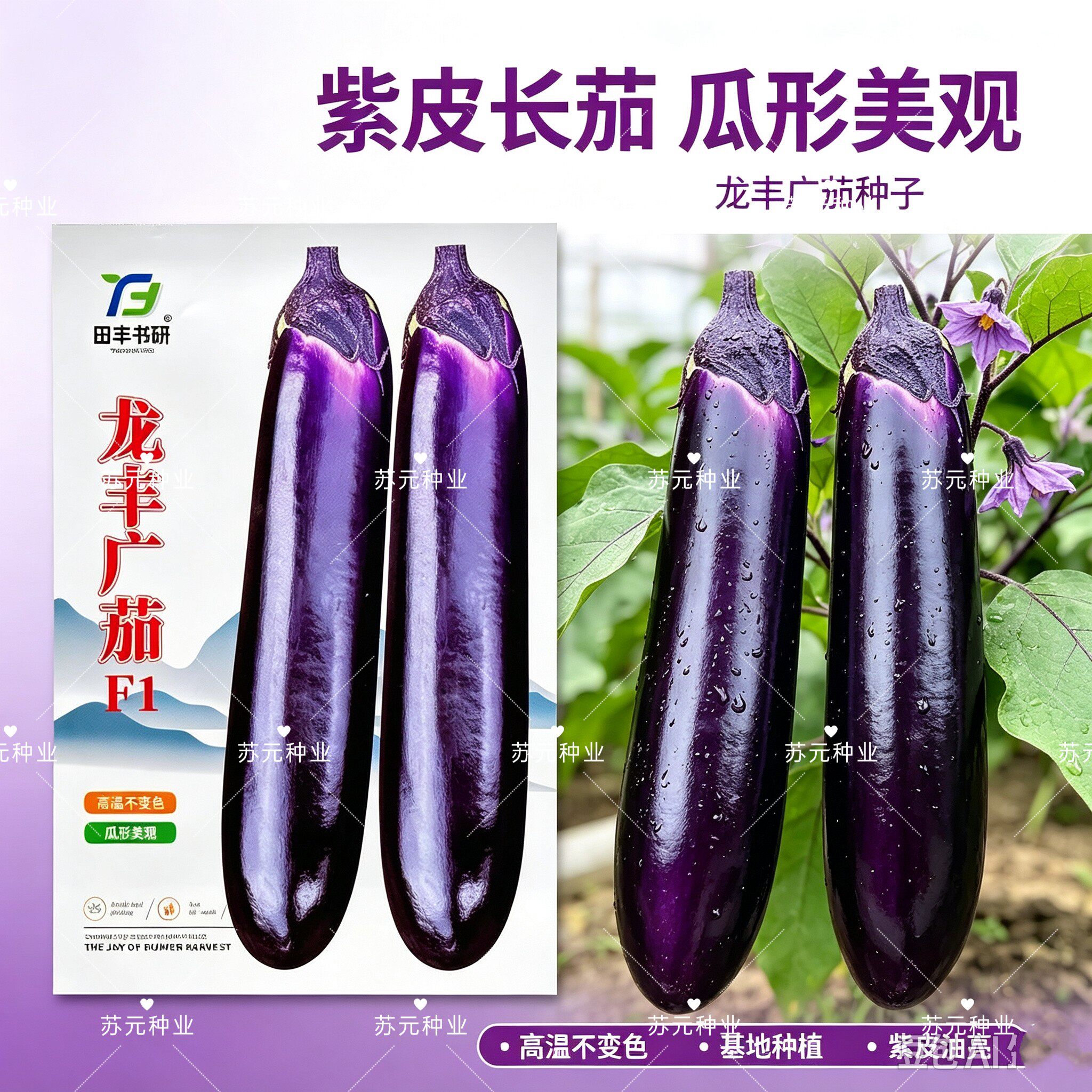 龙丰广茄种子中晚熟紫红长茄种子紫皮白肉茄子种籽皮薄清香味浓