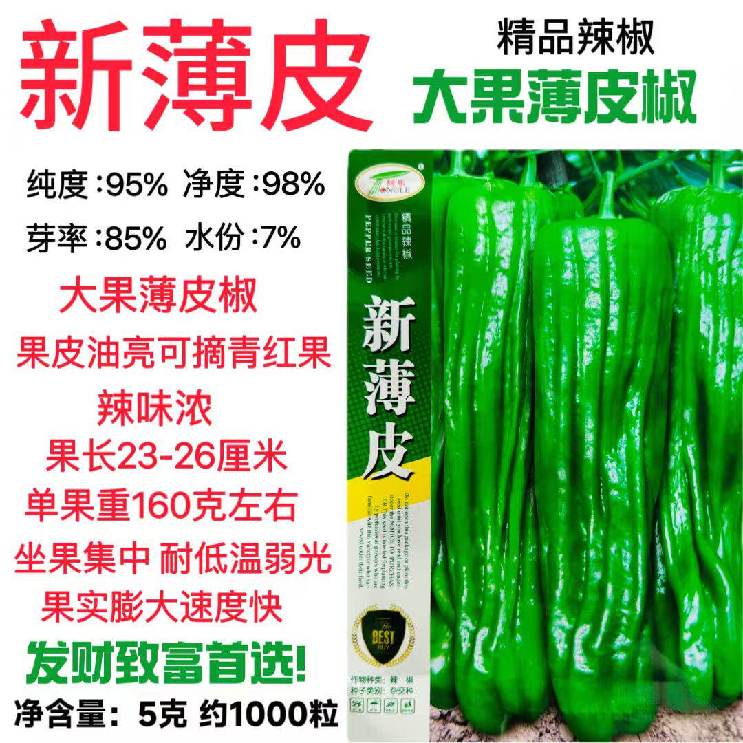 同乐新薄皮辣椒种子早熟绿色大果薄皮青椒种籽农家春秋大田蔬菜孑