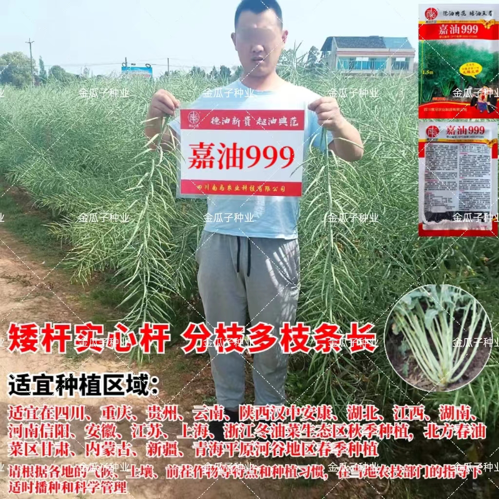 嘉油999油菜株矮高产抗病抗裂