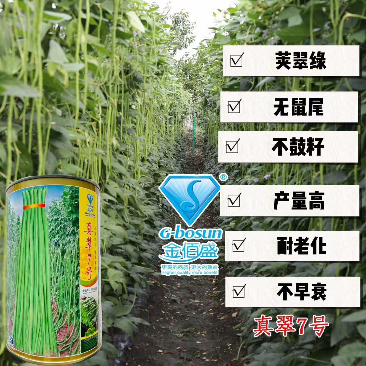 真翠7号豇豆种子真正翠绿长豆角种籽 高产耐热耐湿特长绿豆角种孑