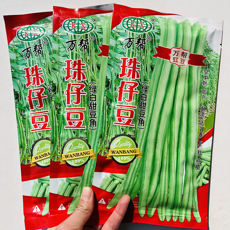 珠仔油白豆角王种子大肉甜豆角厚肉好吃豆角广东珠仔黑籽豇豆种子