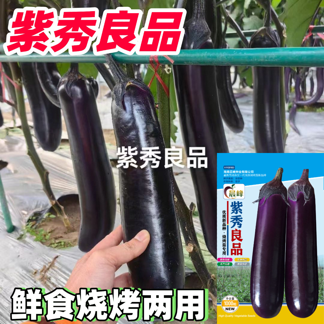 紫秀良品紫红长茄烧烤专用茄子种子杂交紫红广茄中熟果肉白色耐贮