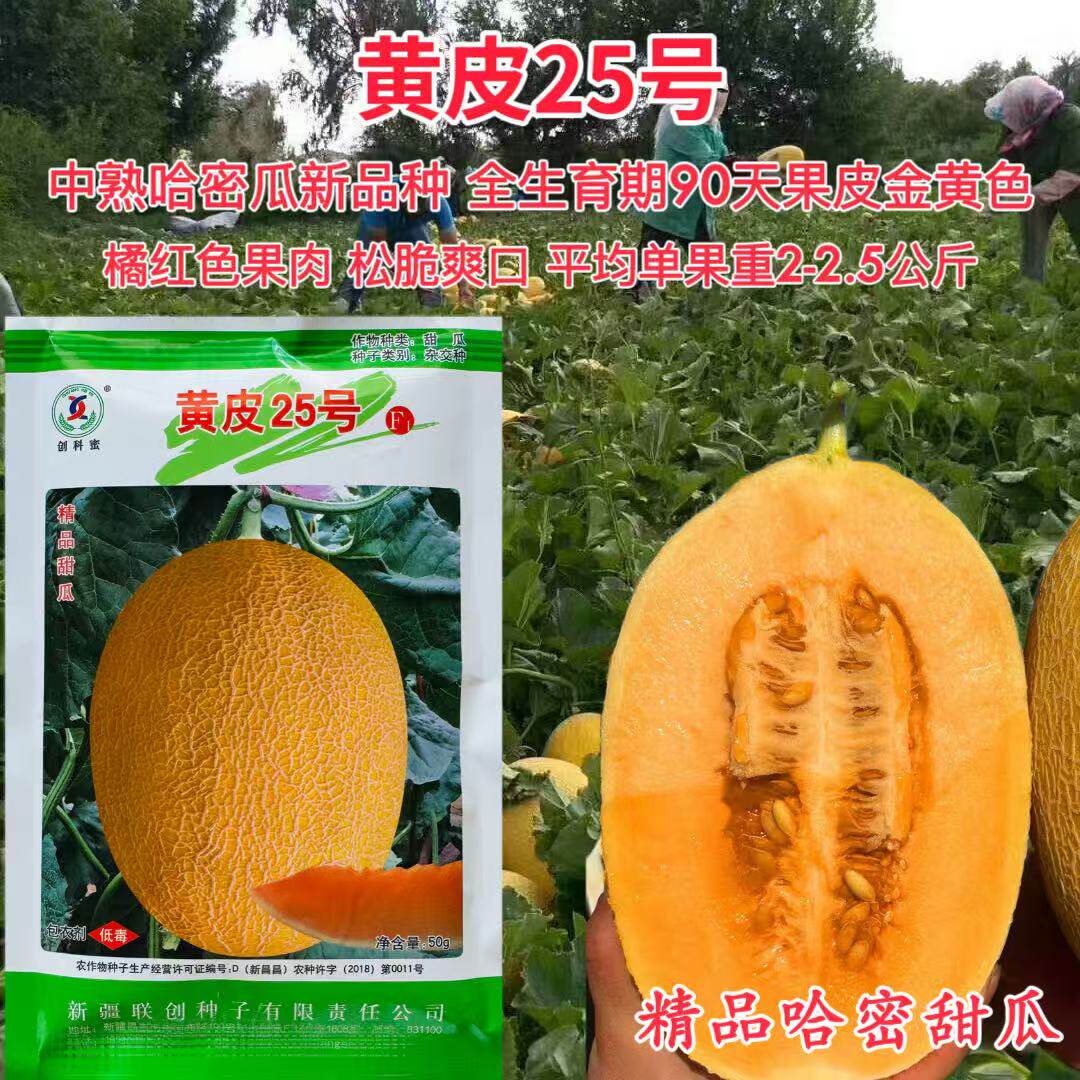 创科蜜黄皮25号哈密瓜种子口感好香甜脆爽高产甜瓜种籽抗病春季播
