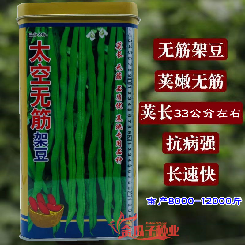 太空无筋架豆早熟高产耐热无筋