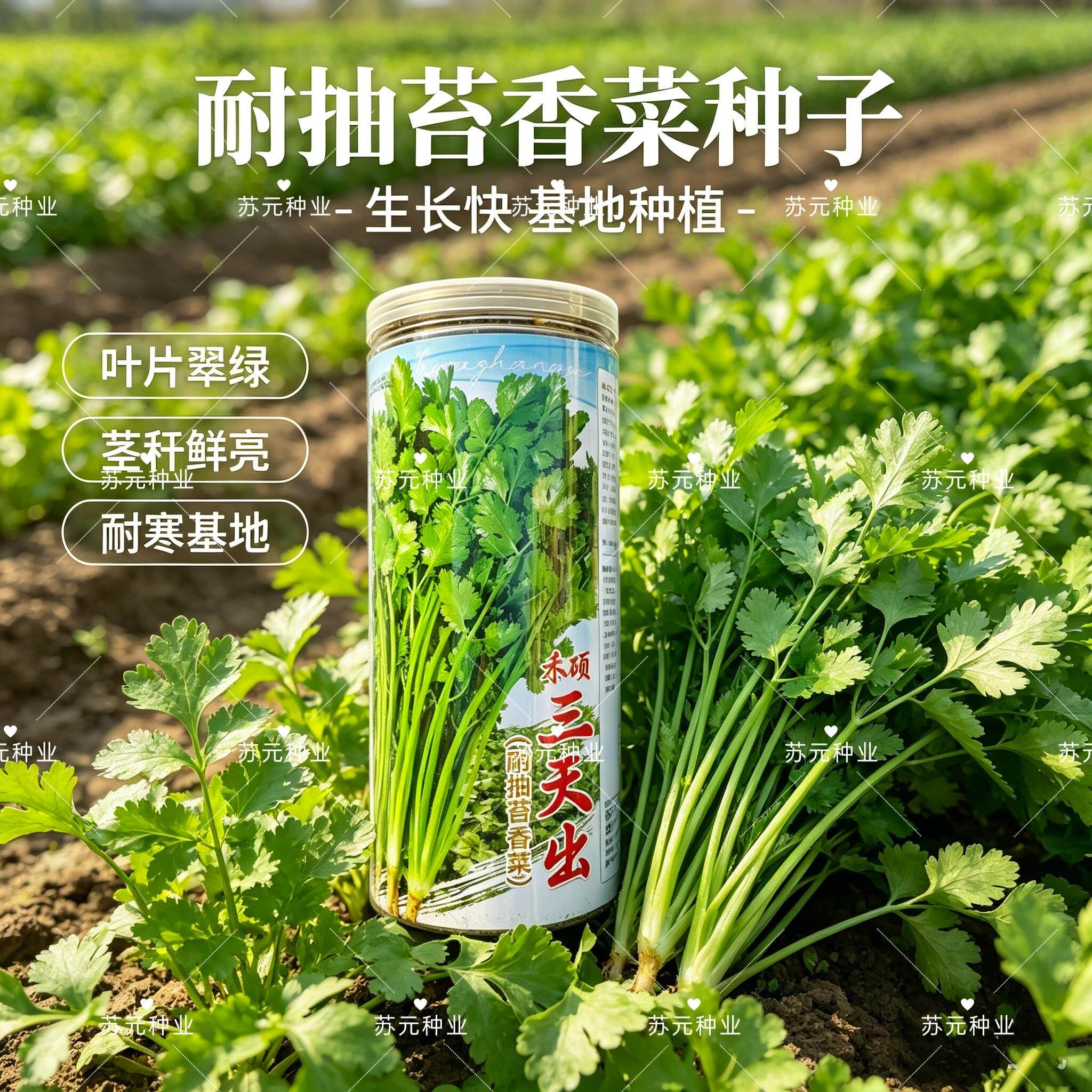 禾硕三天出速生香菜种籽耐抽苔较耐寒香菜种子四季香菜蔬菜种子孑