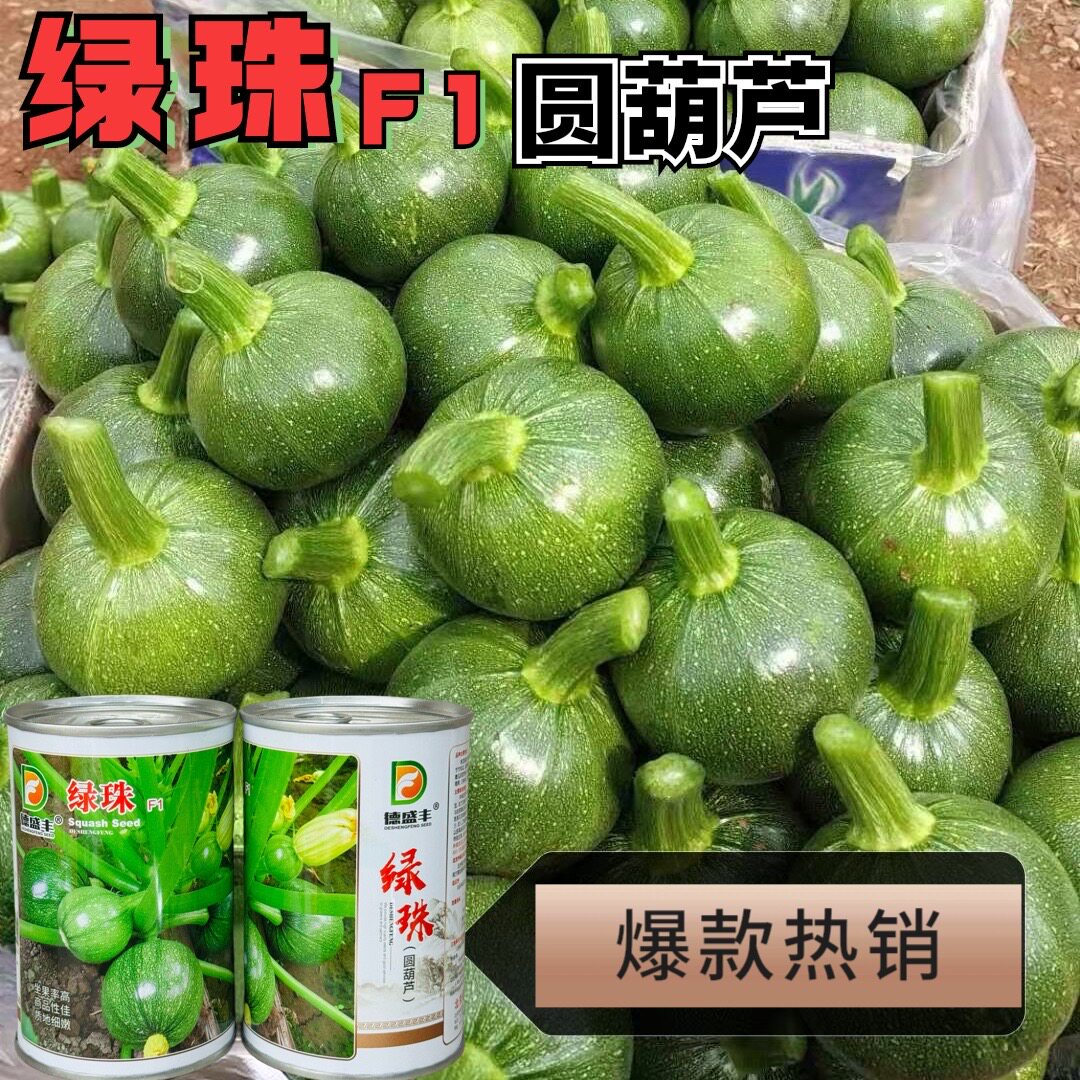 绿珠F1西葫芦种子中晚熟圆形西葫芦占瓜种子耐寒抗逆春秋抗病高产