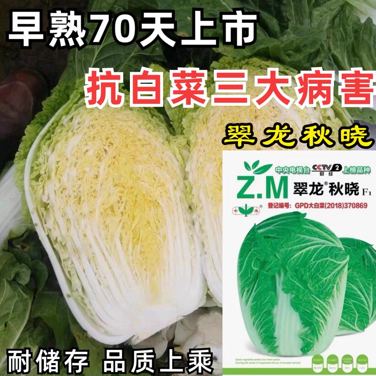 翠龙秋晓大白菜种子早熟70天高产抗病黄心秋播冬储胶州白菜种子籽