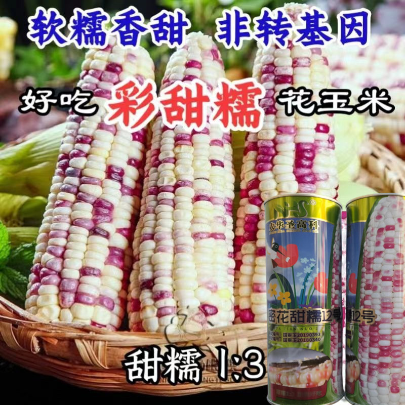 密花甜糯12号彩甜糯玉米大棒抗倒