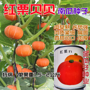 早中熟红皮贝贝南瓜种子肉质细腻