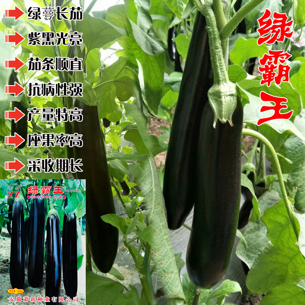 绿霸王茄子种子早熟紫黑长茄种籽丰产农家菜园基地茄子种孑蔬菜籽