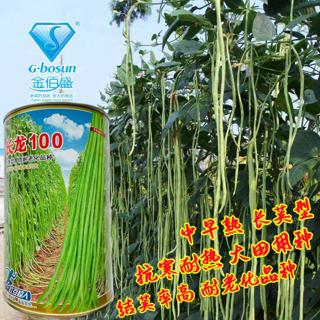 长龙100豇豆种子高产厚肉长豆角种籽翠绿油亮耐老不鼓籽春秋播种