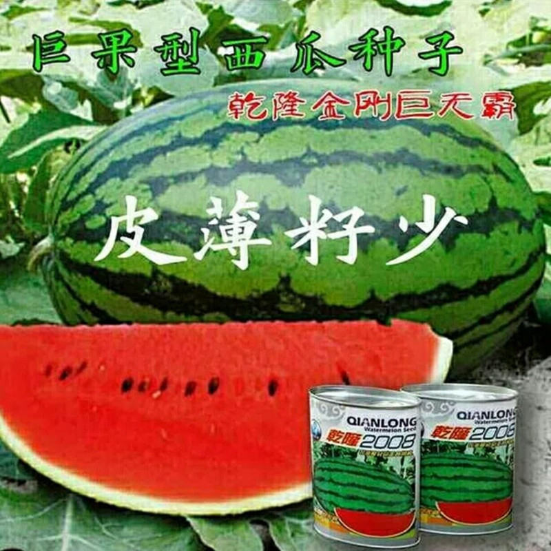 乾隆2008西瓜种子特大懒汉西瓜种籽高产巨型南方四季蔬菜水果种孑