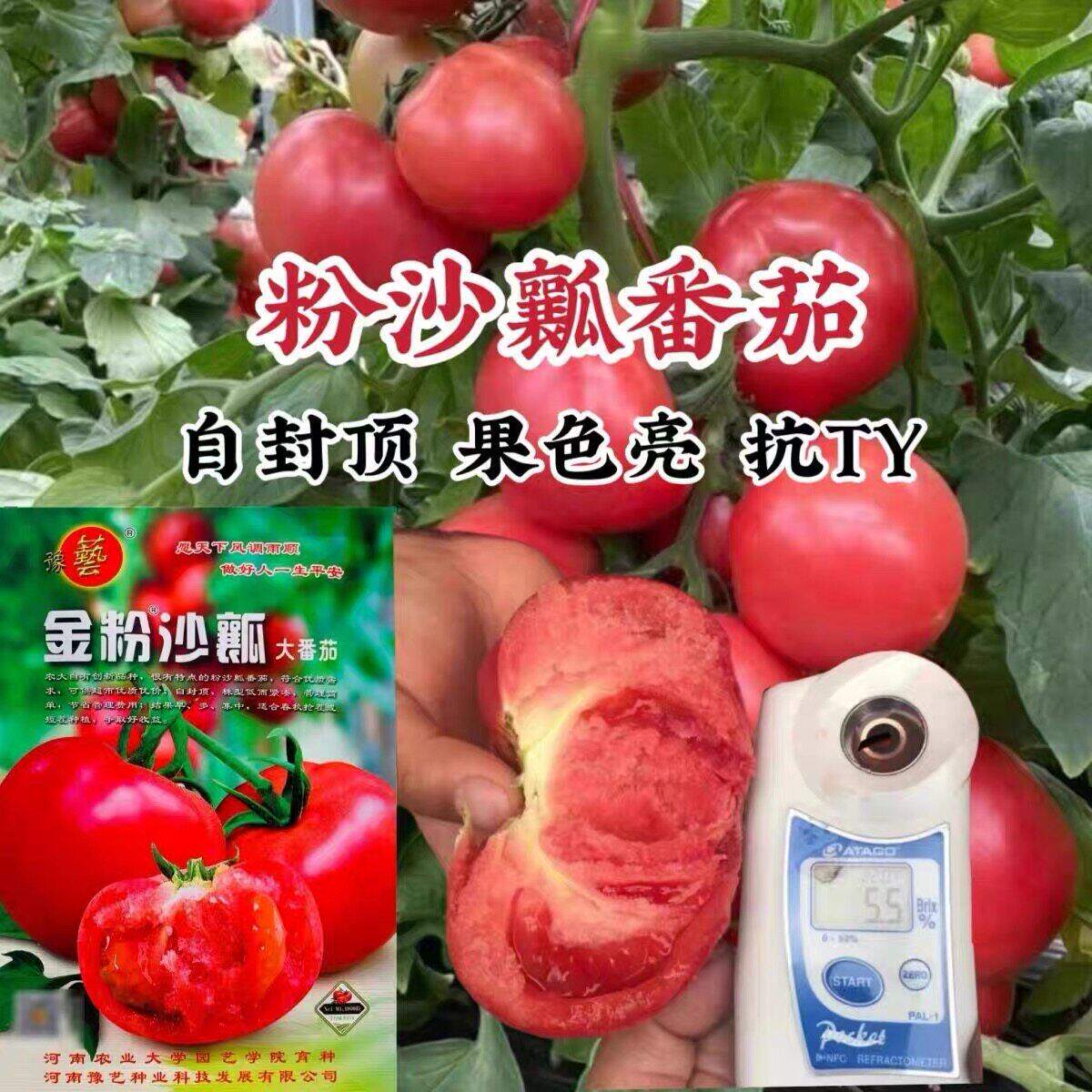 豫艺金粉沙瓤番茄种子大果西红柿种子沙瓤粉红番茄种籽有机自封顶