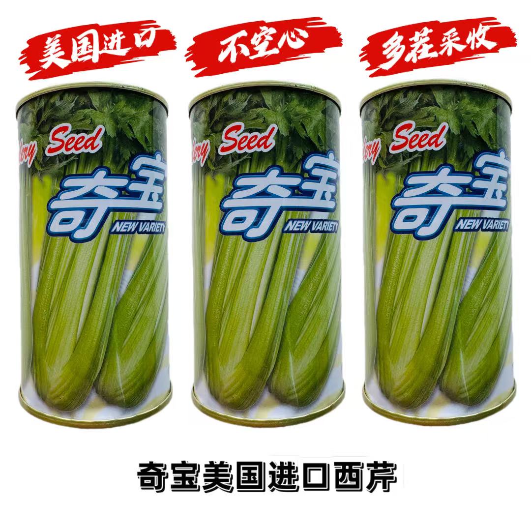 奇宝西芹种子四季黄嫩高产脆嫩香芹芹菜种籽抗病耐热抗病高产抗倒
