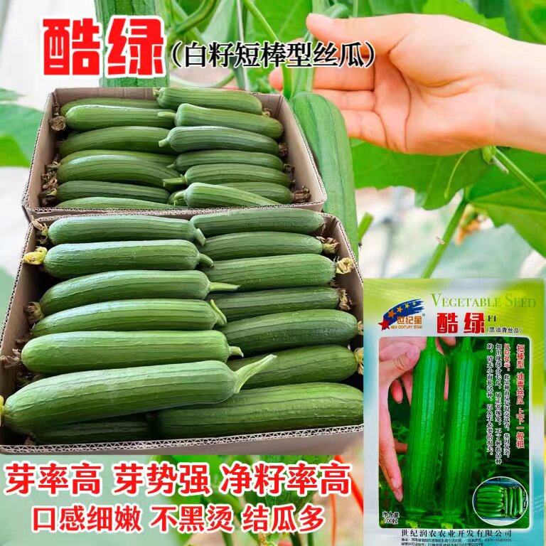 酷绿黑油青丝瓜种子青瓜矮短棒油丝瓜种孑大田阳台蔬菜种籽四季播
