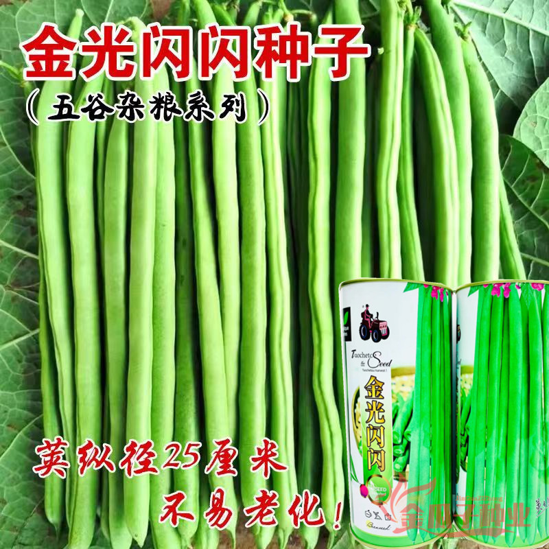 金光闪闪小金豆种子四季豆种籽芸豆扁豆眉豆豇豆蔬菜种孑春夏秋冬