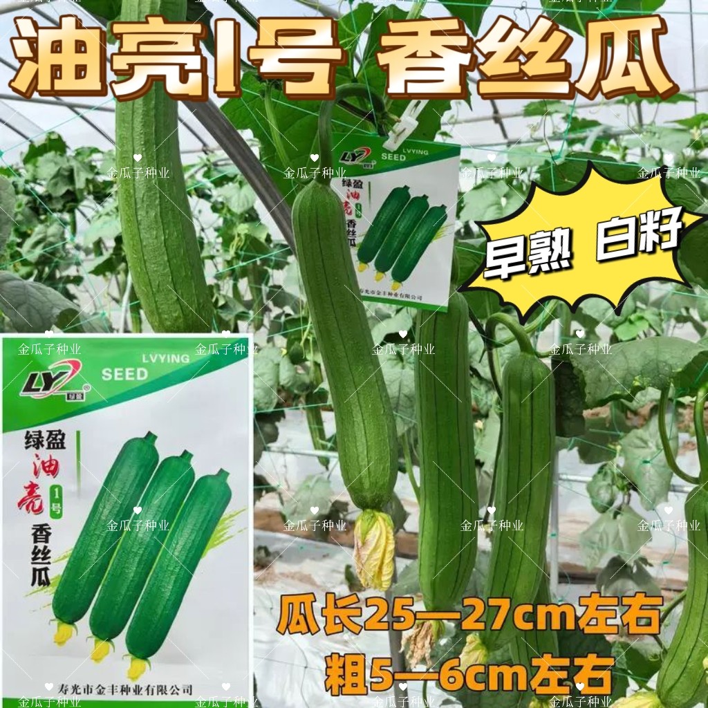 绿盈油亮1号杂交丝瓜种子早熟白籽油亮香丝瓜种籽肉厚味浓品质好