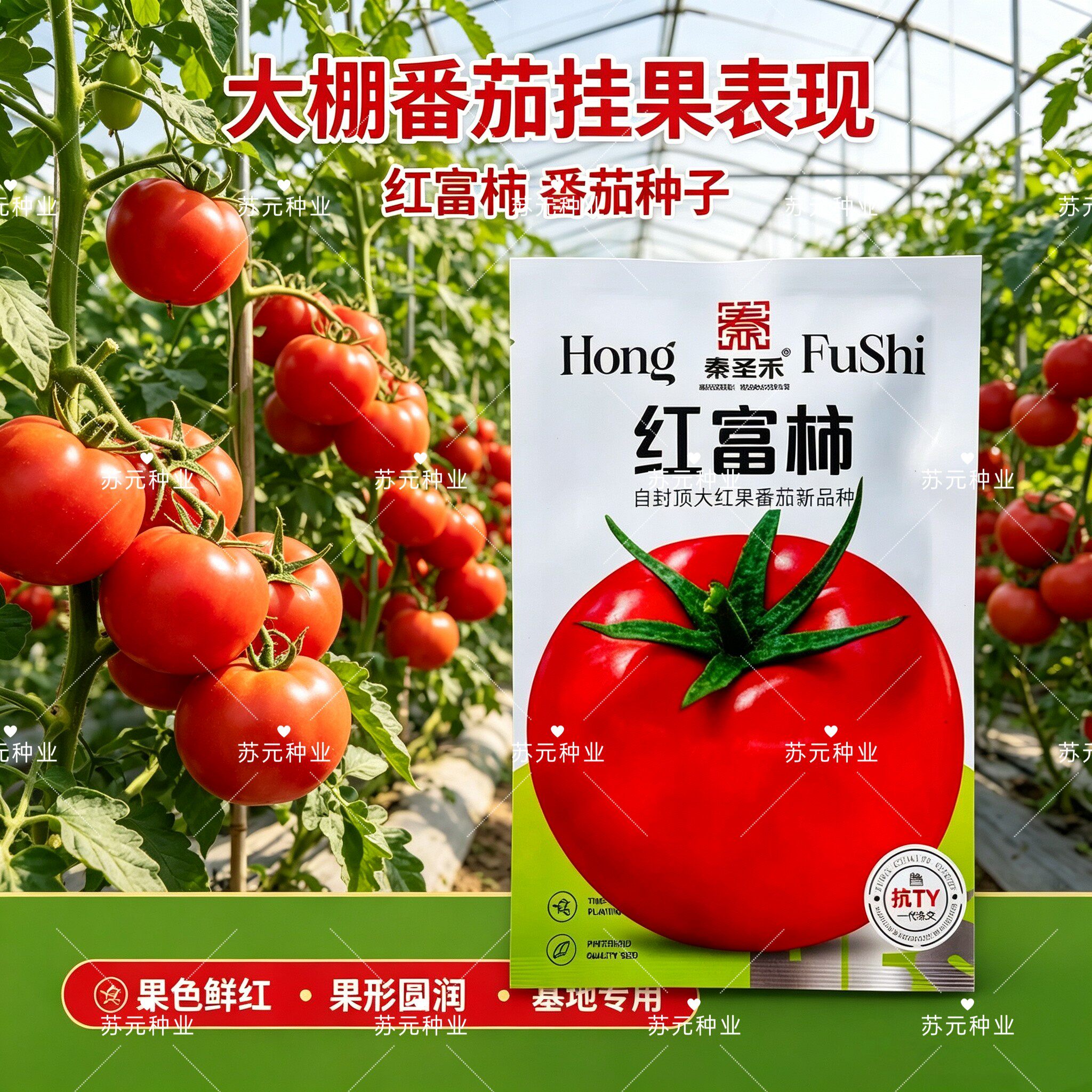 红富柿番茄种子早熟大果自封顶番茄种籽大红圆果抗病强西红柿种籽