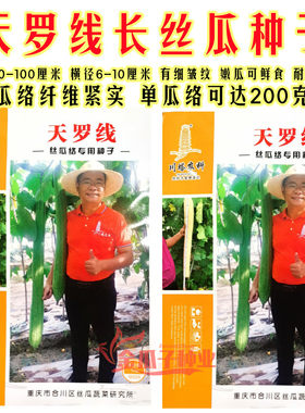 天罗线丝瓜络种子早熟高产鲜嫩