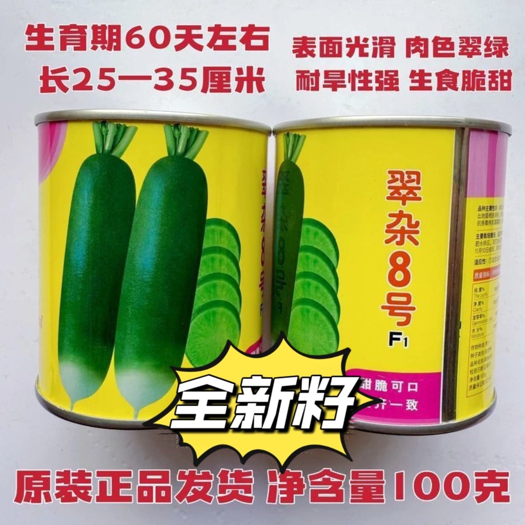 翠杂8号杂交青萝卜种子天津沙窝萝卜种籽抗病高产秋季播水果萝卜